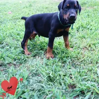 AKC Euro OFA & Embark - Hahn, a male Doberman Pinscher for sale in Anderson, SC – 6 of 10