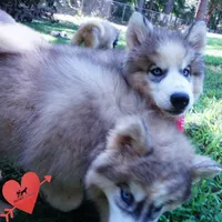 OFA & Embark Tested Parents, a female Siberian Husky for sale in Anderson, SC – 4 of 10
