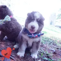 AKC & OFA Poseidon, a male Siberian Husky for sale in Anderson, SC – 2 of 10