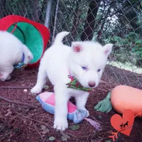 Solid White Female AKC OFA, a female Siberian Husky for sale in Anderson, SC – 4 of 10