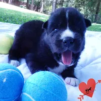 Solid Black AKC OFA Embark - Pele, a male Siberian Husky for sale in Anderson, SC – 5 of 10