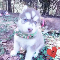 OFA & AKC - Hades, a male Siberian Husky for sale in Anderson, SC – 2 of 10