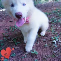Solid White Female AKC OFA, a female Siberian Husky for sale in Anderson, SC – 8 of 10