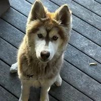 Ready mid Ocotber, a  Siberian Husky for sale in Anderson, SC – 8 of 10