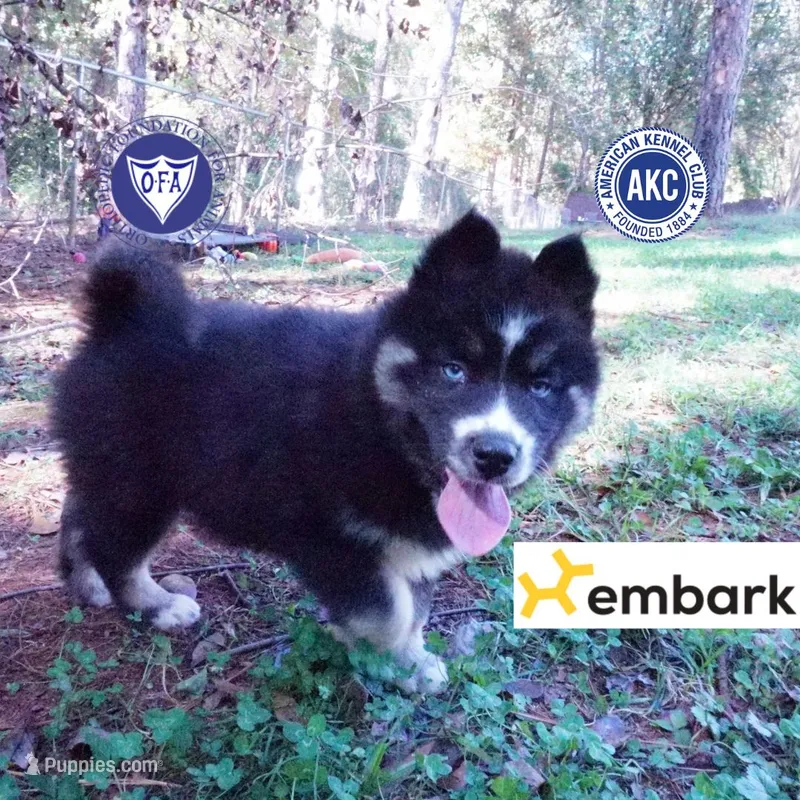 Health Tested Parents - Cyclops – Siberian Husky puppy for sale in Anderson, SC