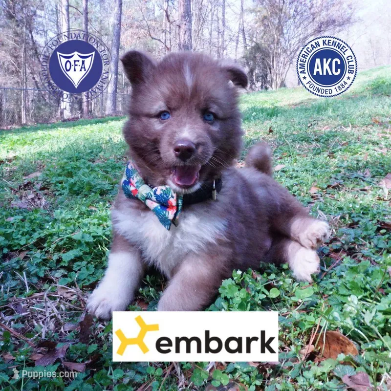 Solid Brown Embark OFA AKC – Siberian Husky puppy for sale in Anderson, SC