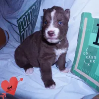 Solid Brown Ready Mid October , a female Siberian Husky for sale in Anderson, SC – 6 of 10
