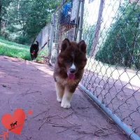 Embark & OFA Tested Parents, a male Siberian Husky for sale in Anderson, SC – 7 of 10