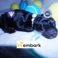 Full Euro & Champion Bloodlines, a male Doberman Pinscher for sale in Anderson, SC – 1 of 10