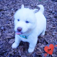 AKC OFA Embark White, a male Siberian Husky for sale in Anderson, SC – Photo 7 of 10
