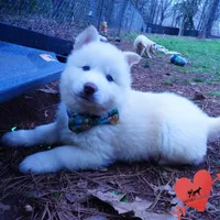 AKC OFA Embark White, a male Siberian Husky for sale in Anderson, SC – Photo 8 of 10