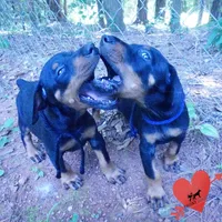 AKC Euro OFA & Embark - Sokka, a male Doberman Pinscher for sale in Anderson, SC – 8 of 10