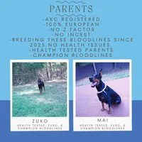 Ear cropped AKC Euro OFA & Embark, a male Doberman Pinscher for sale in Anderson, SC – 3 of 7