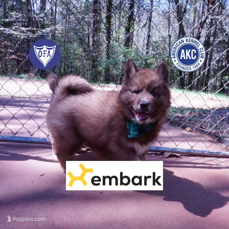 Solid Brown AKC Embark OFA – Siberian Husky puppy for sale in Anderson, SC