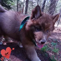 Solid Brown AKC Embark OFA, a male Siberian Husky for sale in Anderson, SC – Photo 7 of 10