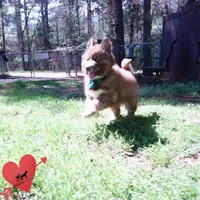 Solid Brown AKC Embark OFA, a male Siberian Husky for sale in Anderson, SC – Photo 8 of 10