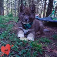 Solid Brown AKC Embark OFA, a male Siberian Husky for sale in Anderson, SC – Photo 2 of 10