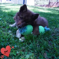 Solid Brown AKC Embark OFA, a male Siberian Husky for sale in Anderson, SC – Photo 4 of 10