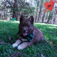 Solid Brown AKC Embark OFA, a male Siberian Husky for sale in Anderson, SC – Photo 5 of 10