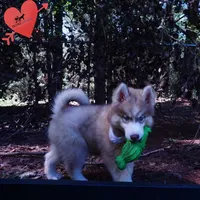 OFA & Embark - Carrot, a male Siberian Husky for sale in Anderson, SC – 3 of 10