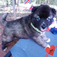 AKC Agouti Embark & OFA Parents, a female Siberian Husky for sale in Anderson, SC – 5 of 10