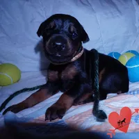 AKC Euro OFA & Embark - Hahn, a male Doberman Pinscher for sale in Anderson, SC – 8 of 10