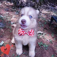OFA & Embark - Carrot, a male Siberian Husky for sale in Anderson, SC – 8 of 9