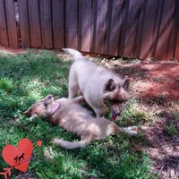 AKC Embark & OFA Parents, a male Siberian Husky for sale in Anderson, SC – Photo 7 of 10