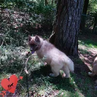 AKC Embark & OFA Parents, a male Siberian Husky for sale in Anderson, SC – Photo 4 of 10