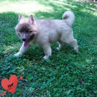 AKC Embark & OFA Parents, a male Siberian Husky for sale in Anderson, SC – Photo 8 of 10