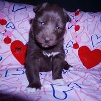 OFA Embark AKC Solid Brown, a female Siberian Husky for sale in Anderson, SC – Photo 8 of 10