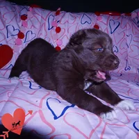 OFA Embark AKC Solid Brown, a female Siberian Husky for sale in Anderson, SC – Photo 2 of 10