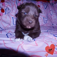 OFA Embark AKC Solid Brown, a female Siberian Husky for sale in Anderson, SC – Photo 7 of 10