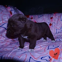 OFA Embark AKC Solid Brown, a female Siberian Husky for sale in Anderson, SC – Photo 6 of 10