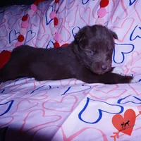 OFA Embark AKC Solid Brown, a female Siberian Husky for sale in Anderson, SC – Photo 5 of 10