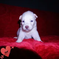 Solid White Female AKC OFA, a female Siberian Husky for sale in Anderson, SC – 2 of 10
