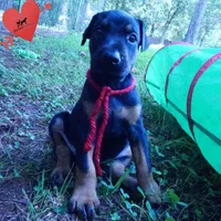 Full Euro, OFA, Embark, & AKC, a female Doberman Pinscher for sale in Anderson, SC – 9 of 10