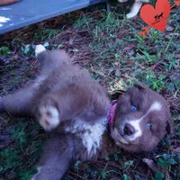 Solid Brown Ready Soon , a female Siberian Husky for sale in Anderson, SC – 9 of 10