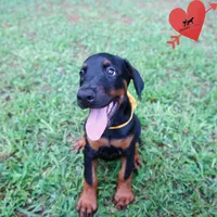 Champion & Full Euro AKC, a female Doberman Pinscher for sale in Anderson, SC – 2 of 10