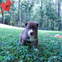 Solid Brown Embark OFA AKC - Nami, a female Siberian Husky for sale in Anderson, SC – 5 of 10