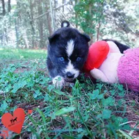 Agouti AKC  OFA & Embark, a female Siberian Husky for sale in Anderson, SC – 7 of 10