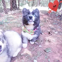 Agouti AKC  OFA & Embark, a female Siberian Husky for sale in Anderson, SC – 6 of 8