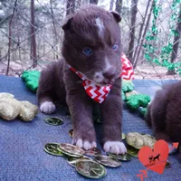 AKC Solid Brown OFA, a female Siberian Husky for sale in Anderson, SC – Photo 4 of 10