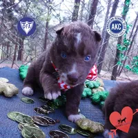 AKC Solid Brown OFA, a female Siberian Husky for sale in Anderson, SC – Photo 1 of 10