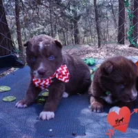 AKC Solid Brown OFA, a female Siberian Husky for sale in Anderson, SC – Photo 6 of 10