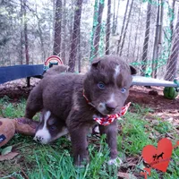 AKC Solid Brown OFA, a female Siberian Husky for sale in Anderson, SC – Photo 8 of 10