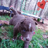 AKC Solid Brown OFA, a female Siberian Husky for sale in Anderson, SC – Photo 5 of 10