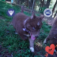 AKC Solid Brown OFA, a female Siberian Husky for sale in Anderson, SC – 1 of 10