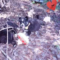 Health Tested Parents - Cyclops, a male Siberian Husky for sale in Anderson, SC – 6 of 10