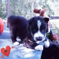 Phoenix - Ready late October, a female Siberian Husky for sale in Anderson, SC – 4 of 10